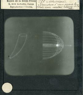 Movimiento de un cometa.